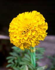 Marigold flowers, the yellow flower for buddhism and Hindu