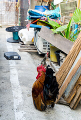 Bantam, small chicken of Thailand