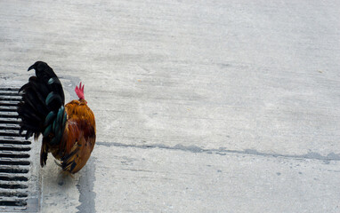 Bantam, small chicken of Thailand