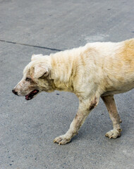 Old and sick of Thai dog walking on the street