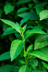 Fototapeta na wymiar Green plant in garden and blur background, flash condition