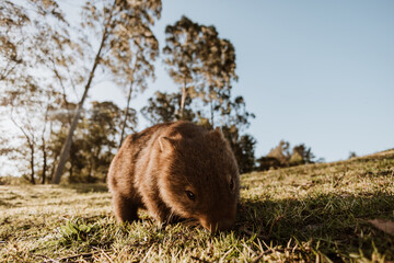 Bare-nosed Wombat at Bendeela Campground.