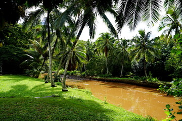 Tropical river