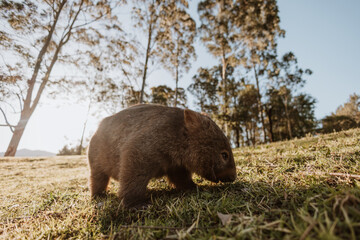 Bare-nosed Wombat at Bendeela Campground.