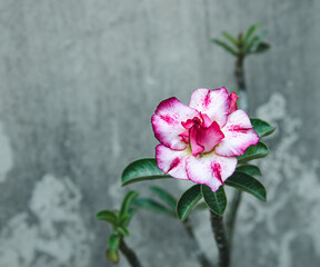 Japanese frangipani, Cambodian japanese ornamental plant, succulent flowering plant adenium as desert rose. exotic tropical flower multi layer petal, adenium obesum, arabicum, azalea, bloom red, pink