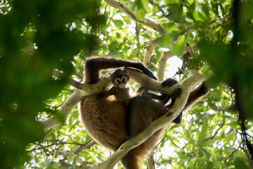 Klammeraffe mit Baby