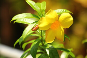 Beautiful Yellow Allamanda Flower Plant