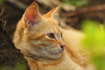 A closeup ginger cat face