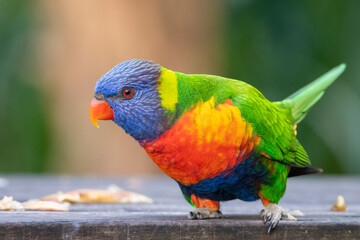 Rainbow lorikeet (Trichoglossus moluccanus) portrait. Cute Australian parrot species.
