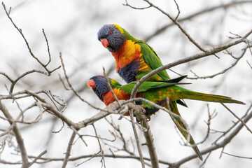 Rainbow lorikeets (Trichoglossus moluccanus) mating in a tree, Melbourne, Australia