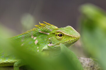 A chameleon hiding behind the leaves
