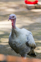 A white turkey walking on the yard