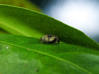 A small spider is on a green leaf. The picture was taken using a smartphone with a 40mm macro lens.