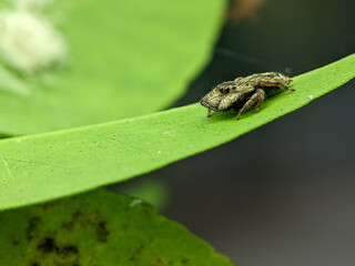 A small spider is on a green leaf. The picture was taken using a smartphone with a 40mm macro lens.