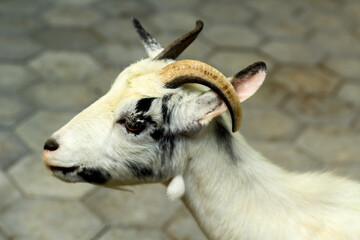 A close-up face of goat