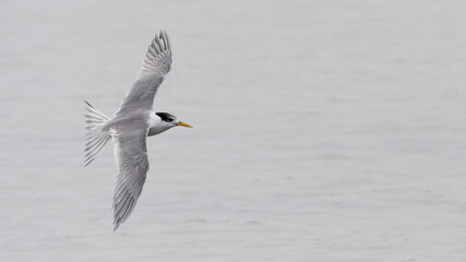 Crested tern (Thalasseus bergii) flying. Australian seabird portrait.