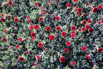Red flowers blooming on a compact Douglas' Buckwheat plant, wildflower native to the dry...