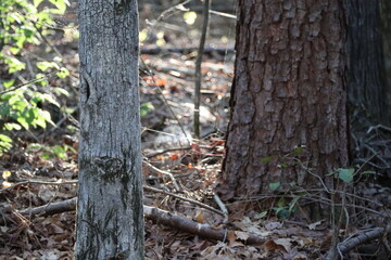 Woodlands