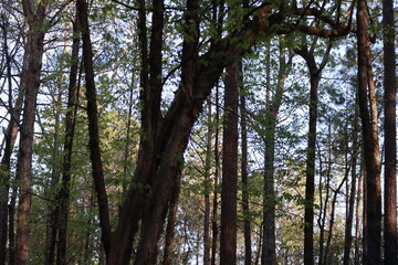 Woodlands