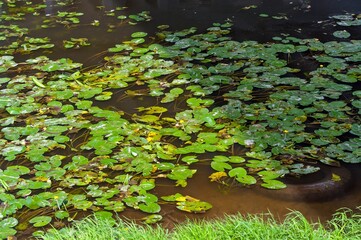 Naklejka premium The leaves of water lilies float in the river