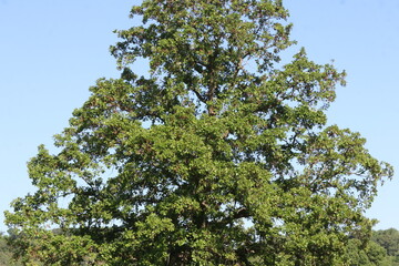 Woodlands 