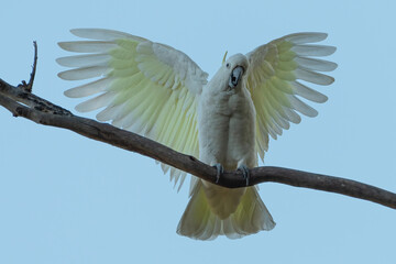 Sulphur-crested cockatoo spreads its wings in a display, Sydney, Australia. Cute Australian parrot species. © Alex Cooper