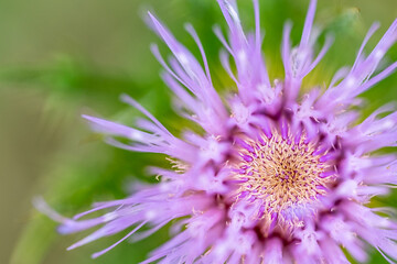 Obraz premium Macro selective focus on the bloom of a creeping Canadian thistle.