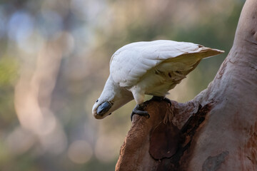 Sulphur-crested cockatoo (Cacatua galerita) in a funny pose, Sydney, Australia