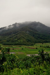 Naklejka premium Taro fields in East Kauai Hawaii