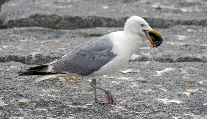 Möwe