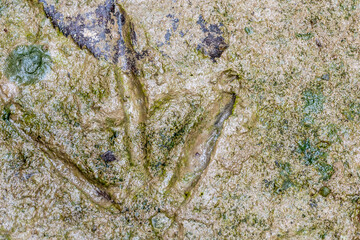 Selective focus on a turkey track left in mud along a creek. 