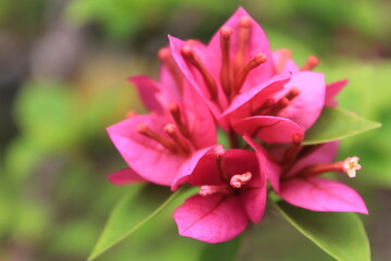 Fototapeta na wymiar Fresh pink blossom Bougenvillea Flower