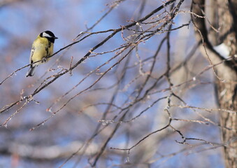 Bird on a branch