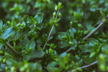 Common Chickweed Stellaria media texture background with tiny flowers