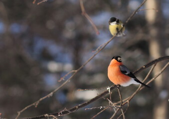 Robin on branch
