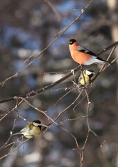 Robin on a branch