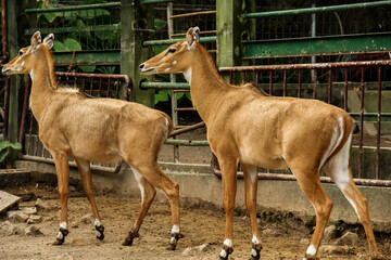 Brown nilgai facing left side view