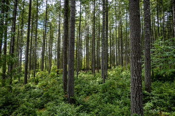 Stand of Douglas Fir trees, Washington State, Pacific Northwest, summer, tree trunks, 20210717.