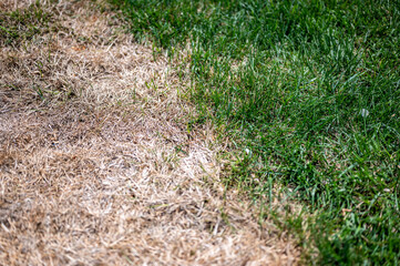 Visible distinction between healthy lawn and chemical burned grass. 