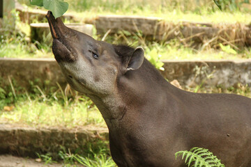 South American Tapir sniffing leaves