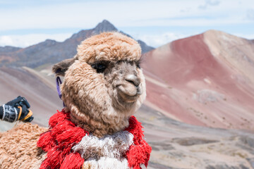llama close-up in the 7 colors mountain of cusco peru 