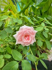 Pink roses in garden