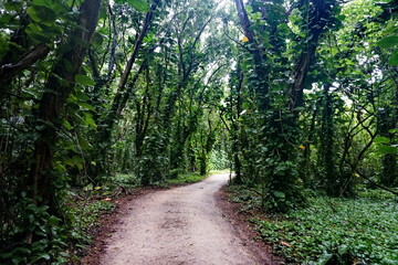 path in the tropical forest