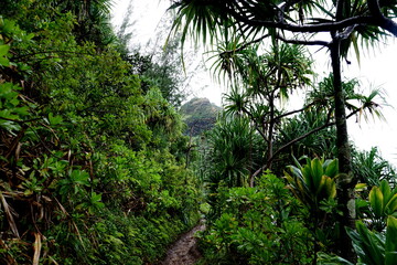Fototapeta na wymiar Tropical jungle path at the Napali coast Kauai Hawaii