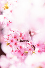 桜　河津桜　Cerasus ×kanzakura ‘Kawazu-zakura’