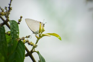 A small white butterfly sitting on a green leaf. Pratapa deva, the white royal. Most beautiful butterfly images