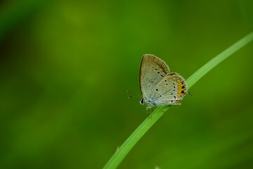 Closeup shot of a lycaenidae butterfly on a green grass. The short-tailed blue or tailed Cupid (Cupido argiades). Blurred  nature green background