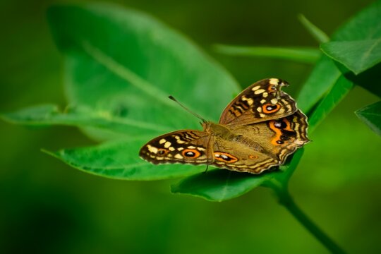 Lemon pansy butterfly spreading its wings on the green leaf.  Junonia lemonias, the lemon pansy. Slective focus. Nature blurred green background