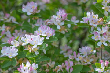 Close up view of pink and white blossoming flowers and green leaves