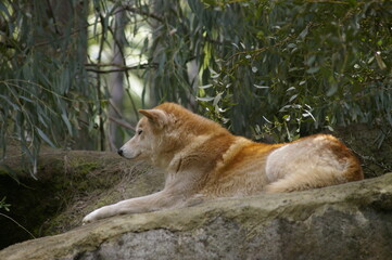 Dingo